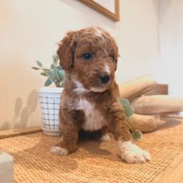 Koda - Red  male Goldendoodle puppy in Sacramento, Utah from Little legacy doodles