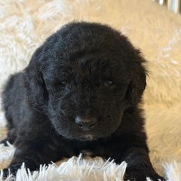 Male 4 - Black male Goldendoodle puppy in Haleyville, Alabama from Susan’s Prefurred Doodles