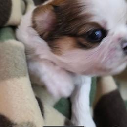 Girl1 - Gold and white female Shih Tzu puppy in Buxton, Maine from Shih Tzu Junction