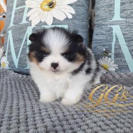 Gemini - Black parti male Pomeranian puppy in Oologah, Oklahoma from GG's Pomeranians