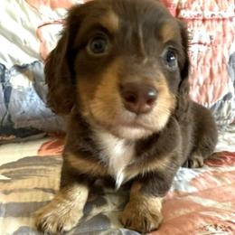 Barney Rubble - Chocolate and tan male Dachshund puppy in Commerce, Texas from Devoted Doxies Cream Dachshund