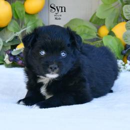 Sun - Black & white male Australian Shepherd puppy in Ranger, Texas from Outback Mini Aussies