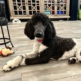 Bordoodles and Poodles from TopPaw Poodles