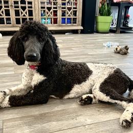 Bordoodles and Poodles from TopPaw Poodles
