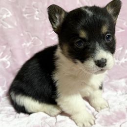 Girl 3 Black Tri - Black and white female American Corgi puppy in Scottown, Ohio from Wyndy Ridge Corgis
