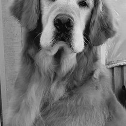 Golden Retriever All Grown Up from Bryeridge Goldens