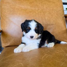 Cherry - Tri-color female Bernedoodle puppy in Moses Lake, Washington from Macy Meadows Doodles