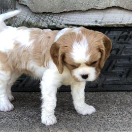 Cavalier King Charles Spaniel Puppies from MoxMox Cavaliers