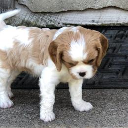 Cavalier King Charles Spaniel Puppies from MoxMox Cavaliers