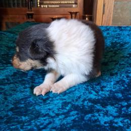 Storm - Black white and tan male Collie puppy in New Mexico from Red Canyon