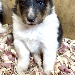 Boy 1 - Black white and tan male Shetland Sheepdog puppy in Martinton, Illinois from KW Kennels