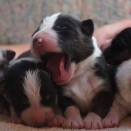 Australian Shepherd Puppies from Paint Valley Australian Shepherds