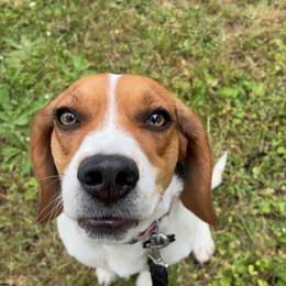 Beagle puppies from Beagles on the Run