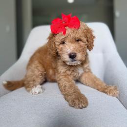 Sky - Red female Bernedoodle puppy in Loxahatchee, Florida from SR. Doodle pupps