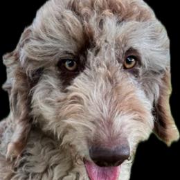 Poppi - Goldendoodle