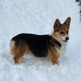 Hope - Pembroke Welsh Corgi