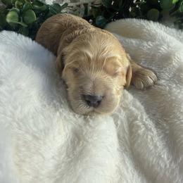 Male 1 - Buff male Cockapoo puppy in Mississippi from Ewing Acres