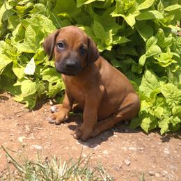 Charlie - Rd whtn blk nose male Rhodesian Ridgeback puppy in Carney, Oklahoma from River Run Parson Russell terriers & River Run Ridgebacks