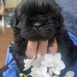 Dr.LOVE - Black Shih Tzu puppy in Ellicott City, Maryland from Dr. Dmitriy Kurenbin PURE SHIH TZU Puppies