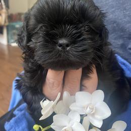 Dr.LOVE - Black Shih Tzu puppy in Ellicott City, Maryland from Dr. Dmitriy Kurenbin PURE SHIH TZU Puppies