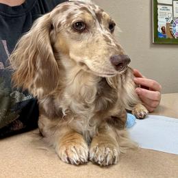 Journey - Dachshund