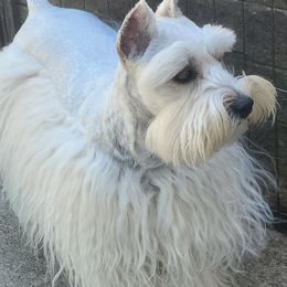 Vixen - Miniature Schnauzer