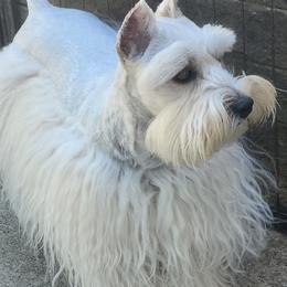 Vixen - Miniature Schnauzer