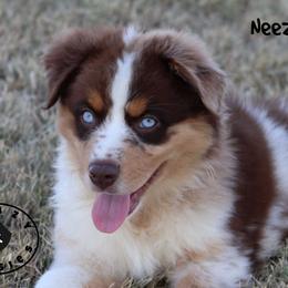 Neezer - Red merle female Miniature Australian Shepherd puppy in Garden Plain, Kansas from Krazy K Aussies