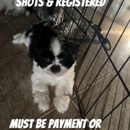 Shih Tzu Puppies from Adams Pawsitive Pawfection