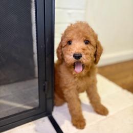 F1B Goldendoodle Barnacle - Red  male Goldendoodle puppy in Redding, California from Casa Delarosa Collective Poodles & Doodles