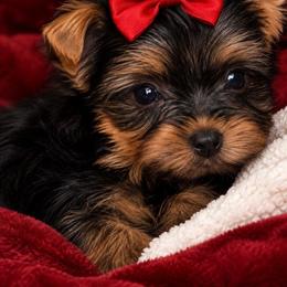Roxanne - Black and gold female Yorkshire Terrier puppy in Jacksonville, Florida from Danielle's Yorkies