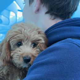 Goldendoodle and Poodle Puppies from Krispydoodle