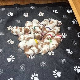 Girl 4 - Orange and white female Brittany puppy in Moseley, Virginia from Brier Ridge Kennels & Outfitters