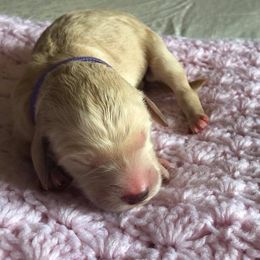 Goldendoodle Puppies from Cooley Doodles