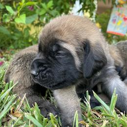 Mastiff Puppies from Treasure Coast Mastiffs