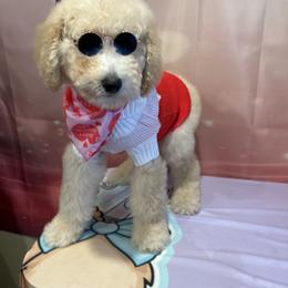 Noel - Apricot male Poodle puppy in Mobile, Alabama from Semmy’s Standard Poodle LLC