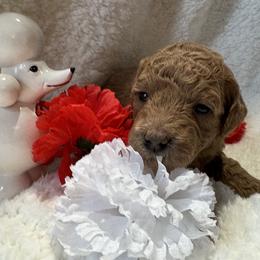 Sugar - Phantom female Poodle puppy in Canfield, Ohio from Poo's Doo's & Inu's