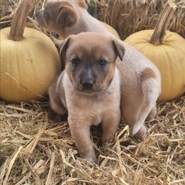Fred Flinstone - Red mottled male Australian Cattle Dog puppy in Monett, Missouri from Rain Tree Ranch Australian Cattle Dogs