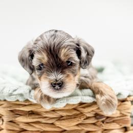 Aussiedoodle puppies from Steindoodles