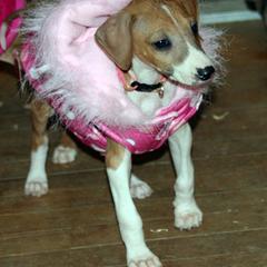 "Kel Simoon Nuru Fashion Winner! " Azawakh Puppies from Kel Simoon Azawakh