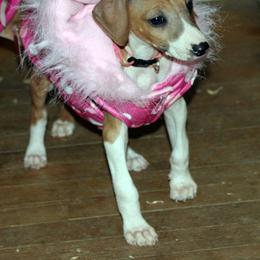 "Kel Simoon Nuru Fashion Winner! " Azawakh Puppies from Kel Simoon Azawakh