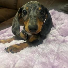 Millie - Dachshund