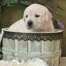 Labrador Retriever Puppies from BellaVista Labradors LLC