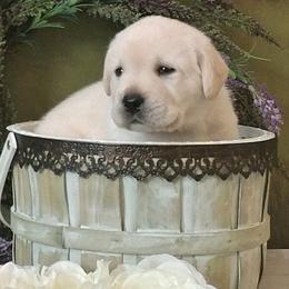 Labrador Retriever Puppies from BellaVista Labradors LLC