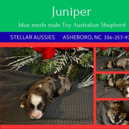Juniper - Blue merle male Toy Australian Shepherd puppy in Asheboro, North Carolina from Stellar Aussies