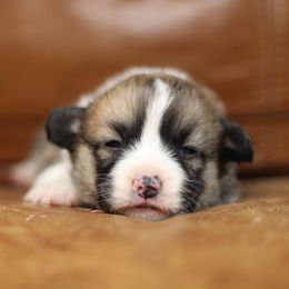 Pembroke Welsh Corgi Puppies from Ayers Acres Corgis