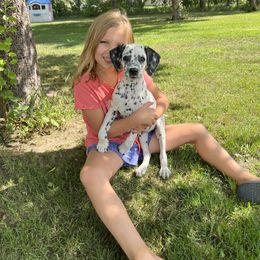 Mike Wazowski - White and black Dalmatian puppy in Motley, Minnesota from Dynasty Paws