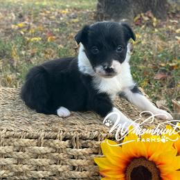Priss- black face - Black and white female Border Collie puppy in Nashville, Arkansas from Whisenhunt Farms