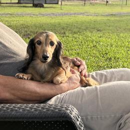 Blond - Dachshund