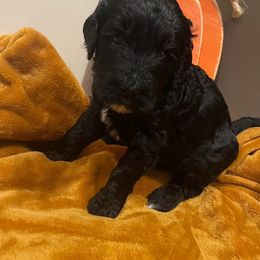 Pumpkin - Goldendoodle puppy in Hamilton, Alabama from Breedadoodle